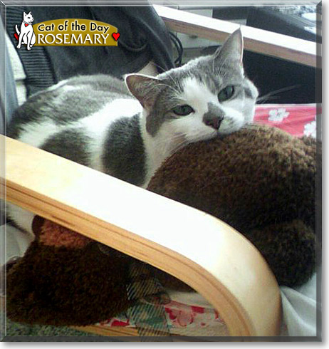 Rosemary, the Cat of the Day