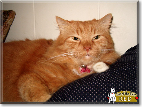 Red, the Cat of the Day
