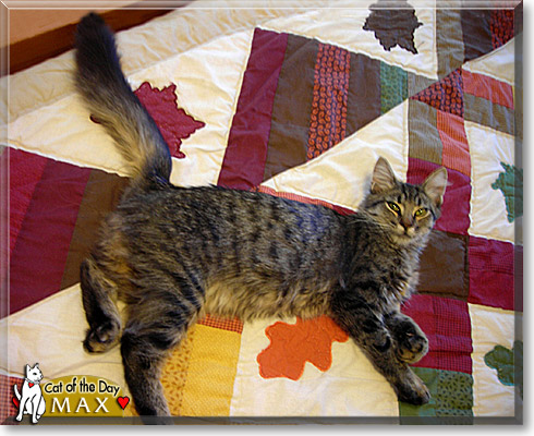 Max, the Cat of the Day