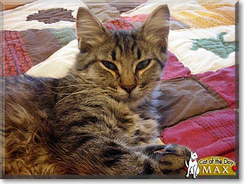 Max, the Cat of the Day