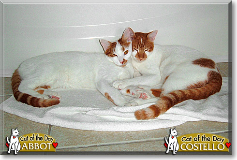 Abbott, Costello, the Cat of the Day