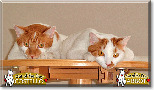 Abbott, Costello, the Cat of the Day