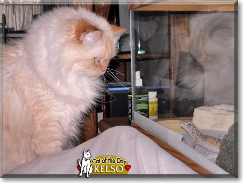 Kelso, the Cat of the Day