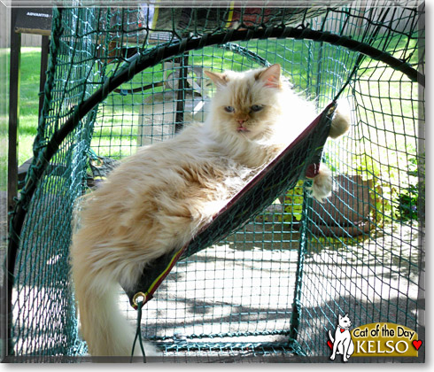 Kelso, the Cat of the Day Kelso, the Cat of the Day