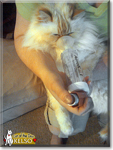 Kelso, the Cat of the Day Kelso, the Cat of the Day