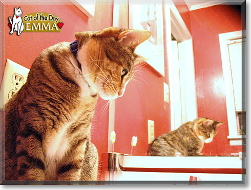 Emma, the Cat of the Day