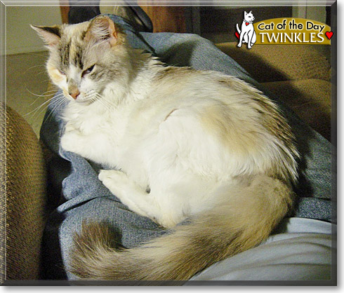 Twinkles, the Cat of the Day