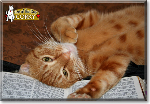 Corky, the Cat of the Day