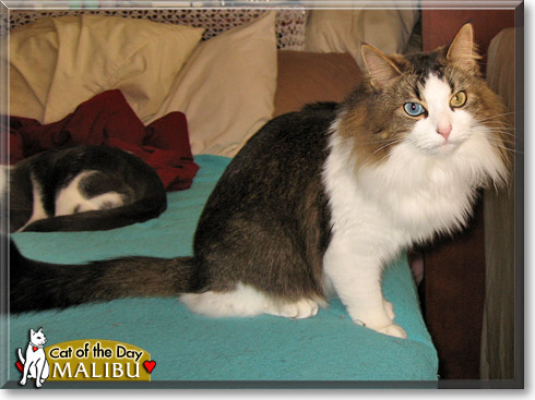 Malibu, the Cat of the Day