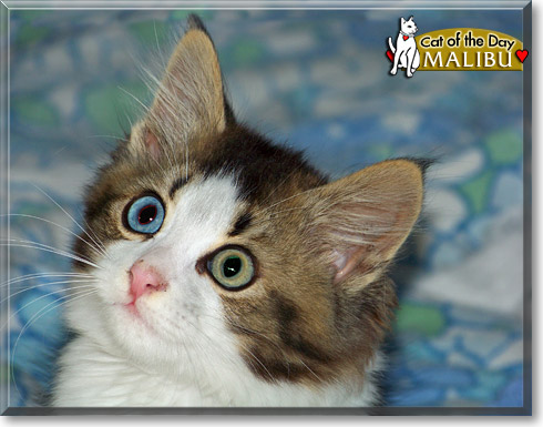 Malibu, the Cat of the Day Malibu, the Cat of the Day