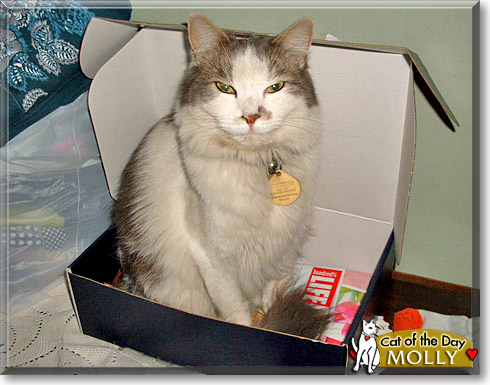 Molly, the Cat of the Day