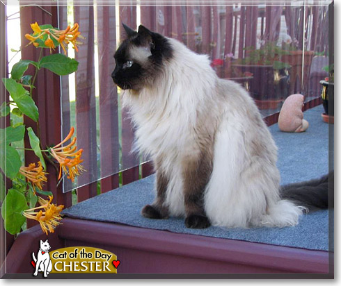Chester, the Cat of the Day