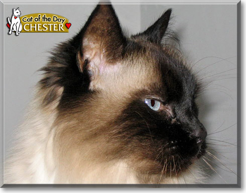 Chester, the Cat of the Day Chester, the Cat of the Day