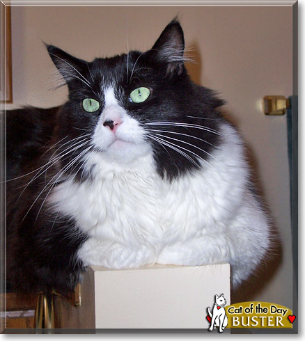 Buster, the Cat of the Day
