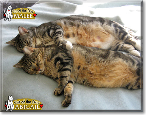 Malee, Abigail, the Cat of the Day