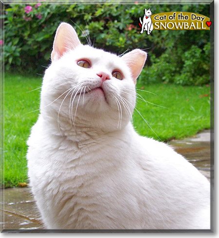 Snowball, the Cat of the Day
