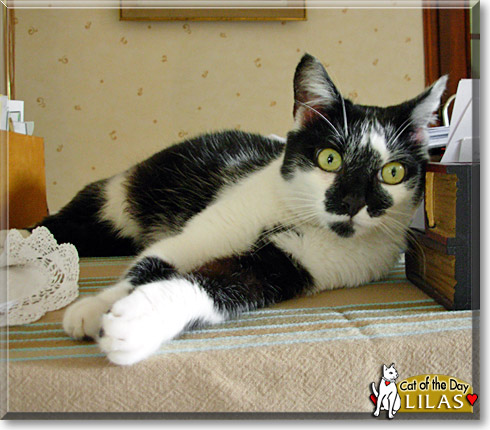 Lilas, the Cat of the Day