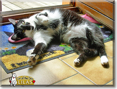 Lilas, the Cat of the Day Lilas, the Cat of the Day