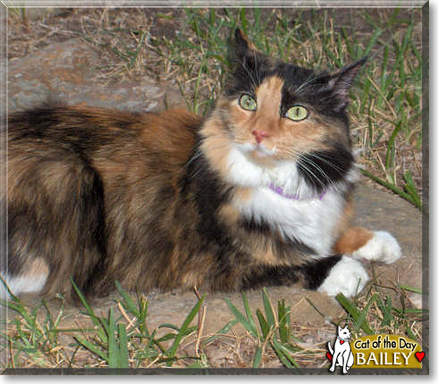 Bailey, the Cat of the Day