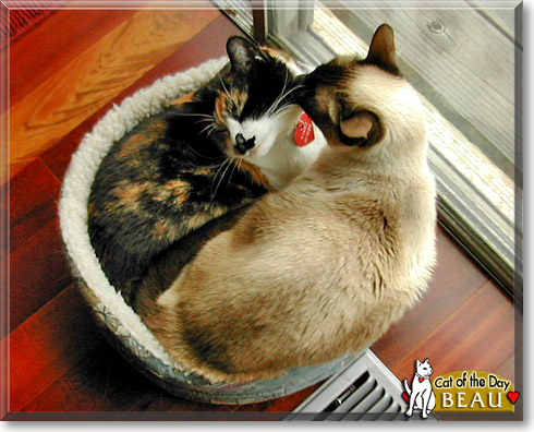 Beau, the Cat of the Day Beau, the Cat of the Day