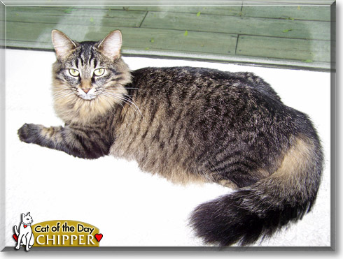 Chipper, the Cat of the Day