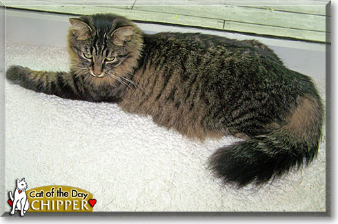 Chipper, the Cat of the Day Chipper, the Cat of the Day