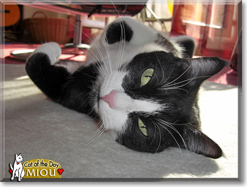 Miou, the Cat of the Day