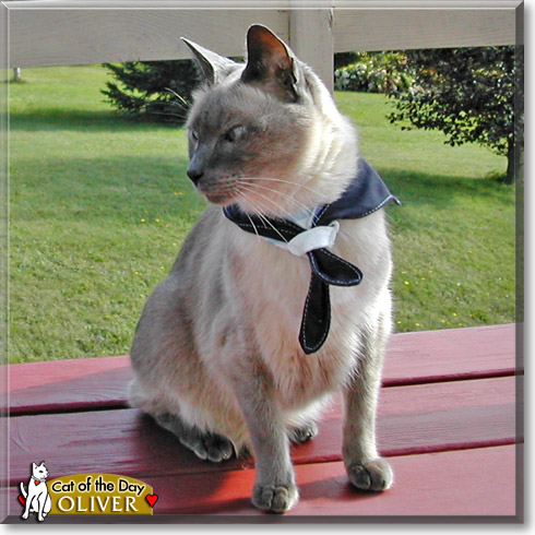 Oliver, the Cat of the Day