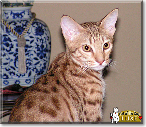 Luxe, the Cat of the Day