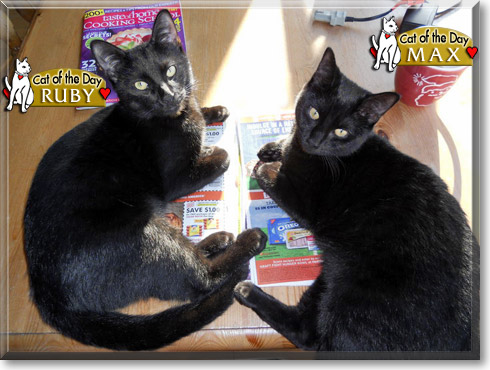 Max, Ruby, the Cat of the Day