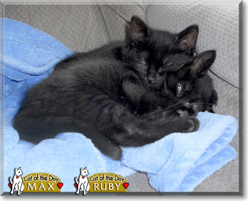 Max, Ruby, the Cat of the Day Max, Ruby, the Cat of the Day