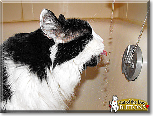 Buttons, the Cat of the Day