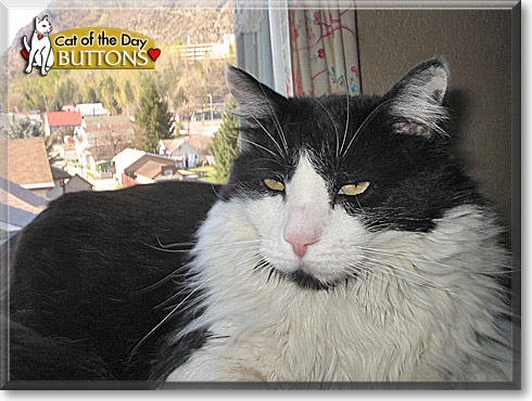 Buttons, the Cat of the Day