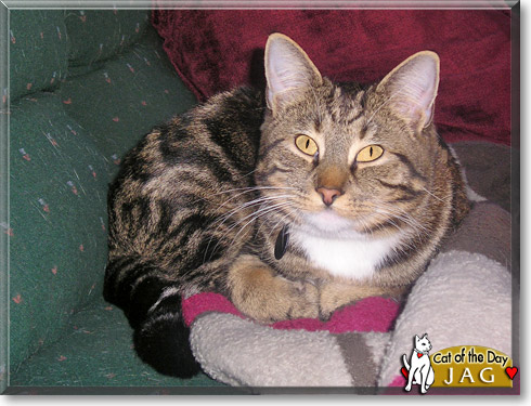 Jag, the Cat of the Day