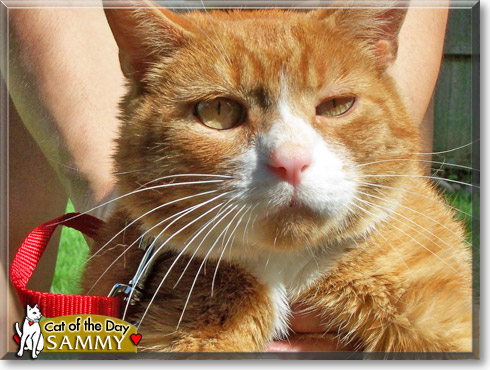 Sammy, the Cat of the Day