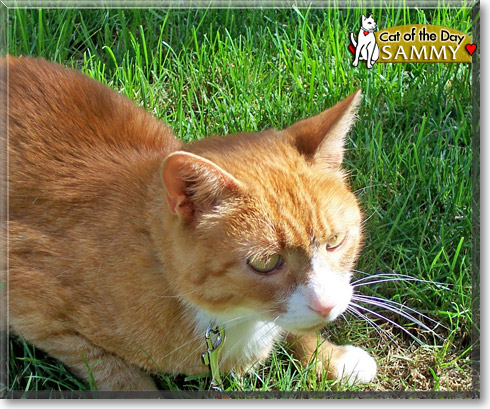 Sammy, the Cat of the Day