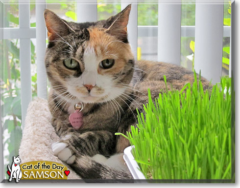 Samson, the Cat of the Day