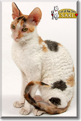 Saki, the Cat of the Day