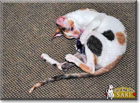 Saki, the Cat of the Day