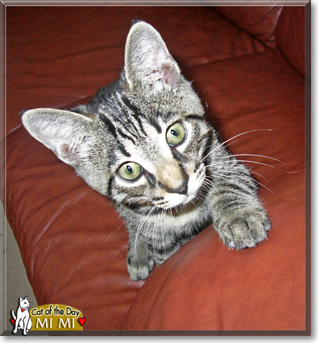 Mi Mi, the Cat of the Day