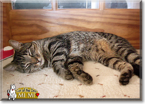 Mi Mi, the Cat of the Day