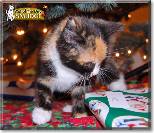 Smudge, the Cat of the Day