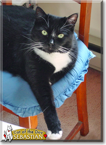 Sebastian, the Cat of the Day