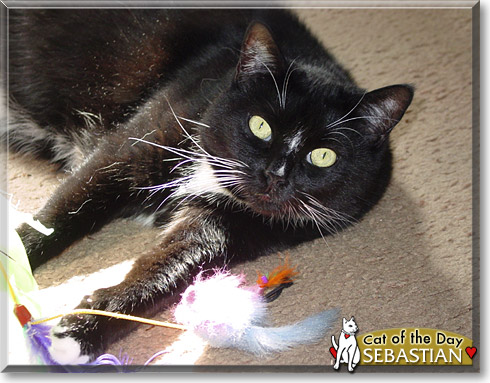 Sebastian, the Cat of the Day