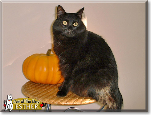 Esther, the Cat of the Day