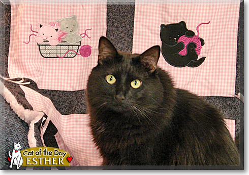 Esther, the Cat of the Day