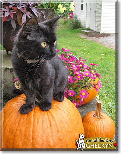 Ghelkyn, the Cat of the Day