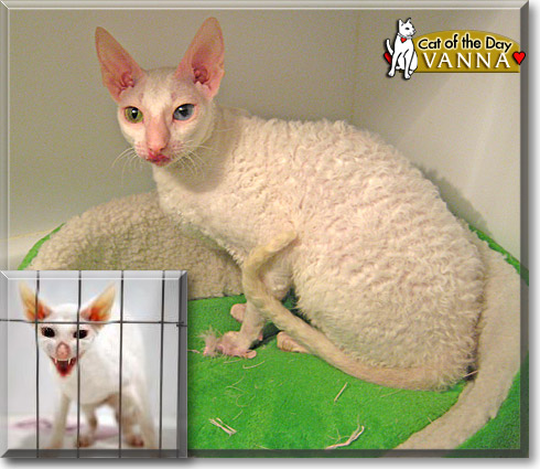 Vanna, the Cat of the Day