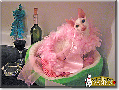 Vanna, the Cat of the Day
