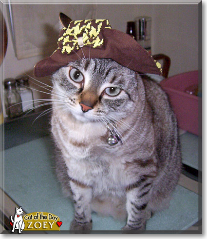 Zoey, the Cat of the Day